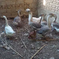 قو غاز برتر سنگین وزن|حیوانات مزرعه|گنبد کاووس, |دیوار