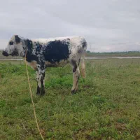 گاو(گوساله ماده دورگ محلی،۷ماه)
