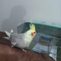 عروس هلندی ماده دوساله و تخم گزار