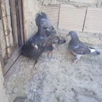 5عدد جوجه نر کبوتر فروشی