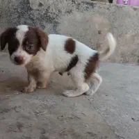 سگ پا کوتاه نژاد