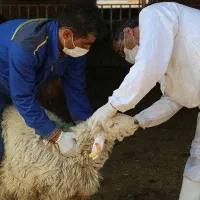 ذبح گوسفند با شرایط بهداشتی و اسلامی