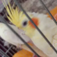 فروش عروس هلندی