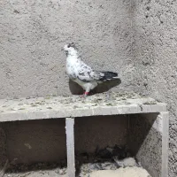 نر سوسکی شکار|پرنده|نجف‌آباد, فیروزآباد|دیوار