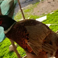 فروش خروس آمریکایی و پاکستانی