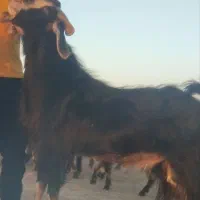 دوبر پازن. بز میش
