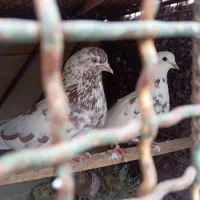 کفتر|پرنده|بم, |دیوار