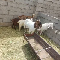 بز شیرا جوان