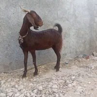 بز عدانی|حیوانات مزرعه|بندر دیر, |دیوار