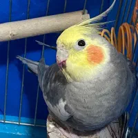 عروس هلندی|پرنده|ری, دیلمان|دیوار