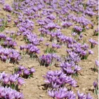 ک ا ر گر گ ل زع ف ران