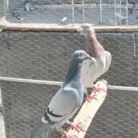 نرماده پرشی