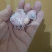 جوجه گرینچیک و جوجه عروس طاووسی