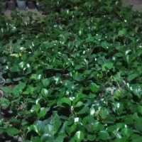 فروش فوری گل طبیعی|گل و گیاه طبیعی|محلات, |دیوار