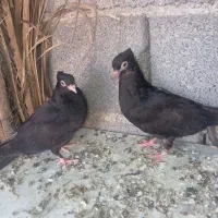 جفت جوجه زاغ کلاهی