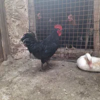 خروس استرالوپ|حیوانات مزرعه|قزوین, |دیوار