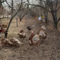 تخم بوقلمون|حیوانات مزرعه|قزوین, |دیوار