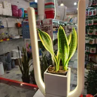 گلدان نور تاب چراغ رشد گیاه بنسای سانسوریا فیکوس|گل و گیاه طبیعی|قم, نیروگاه|دیوار