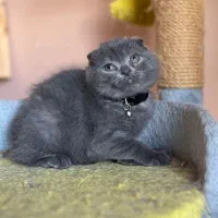 توله گربه بریتیش|گربه|شیراز, دکتر حسابی|دیوار