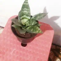 گلهای سانسوریا