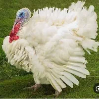 بوقلمون سبز بیوتی (گوشتی)