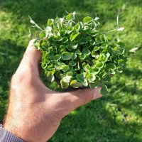 چمن شبدری  یا دایکوندرا