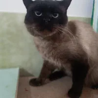 گربه سیامی نر تایلندی|گربه|سبزوار, توحیدشهر|دیوار