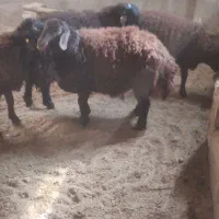 فروش بره قوچ همو ۹ماه