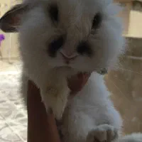 خرگوش لوپ سرحال