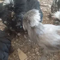 فروش خروس سلطان