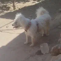 سگ پاپی نر