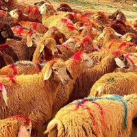 ویژه قربونی(گوسفند+زنده)باقصاب رایگان ۲۴ساعته