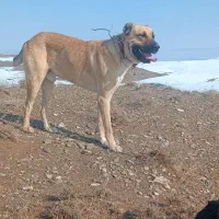 سگ گله|سگ|تربت جام, کشتارگاه|دیوار