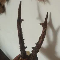 اسباب بازی شاخ|صنایع دستی و سایر لوازم تزئینی|علیآباد کتول, |دیوار