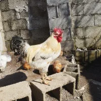 خروس|حیوانات مزرعه|رشت, استقامت ۲|دیوار