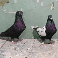 موبایل موبایل کبوتر|موبایل|مسجد سلیمان, |دیوار