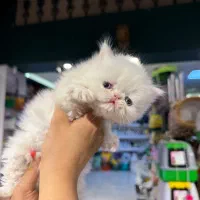 گربه پرشین اگزوتیک|گربه|کرمانشاه, |دیوار