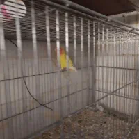 جوجه کوتوله|پرنده|قم, سراجه (۱۵ خرداد)|دیوار