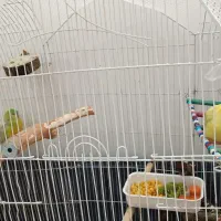 فروش طوطی آوازه خوان