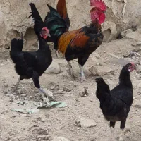 مرغ و خروس برای فروش|حیوانات مزرعه|برازجان, |دیوار