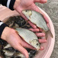 بچه کپور سایز درشت مناسب پرورش