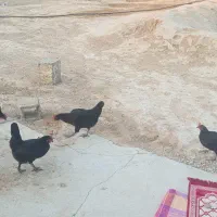 مرغ محلی اصل|حیوانات مزرعه|آبپخش, |دیوار