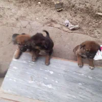 واگذاری توله ژرمن|سگ|ساری, |دیوار