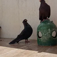 ۷ عددکفتر صربستانی زاغ|پرنده|خمینی‌شهر, |دیوار