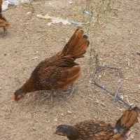 جوجه سبرایت گلد|حیوانات مزرعه|کاشان, کارگر|دیوار