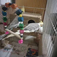 عروس هلندی تخم گزار