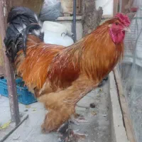 خروس برهما گلد