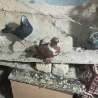 کفتر قرمزی نره