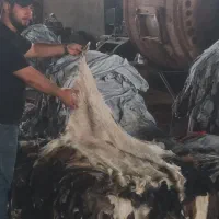 پوست دمام،پوست بز،سالامبر،سلمبر،پوست ساز و دف