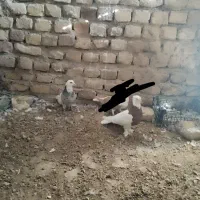 دوعد طوقی نره و ماده|پرنده|زیرکوه, |دیوار